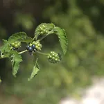 Evripidis *